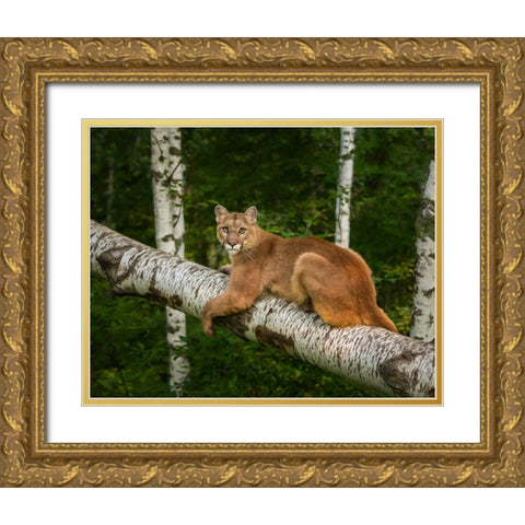 Mountain Lion On Forest Log Gold Ornate Wood Framed Art Print with Double Matting by Galloimages Online
