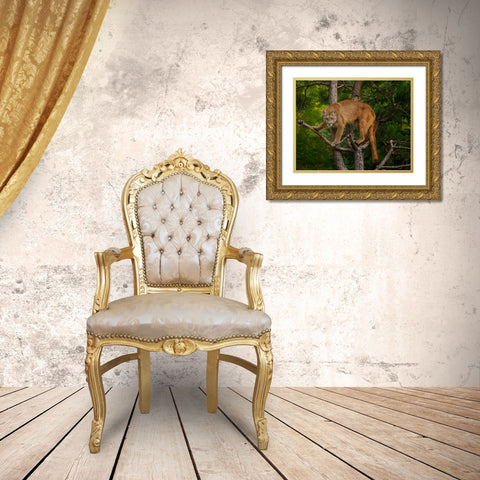 Mountain Lion Stare Gold Ornate Wood Framed Art Print with Double Matting by Galloimages Online