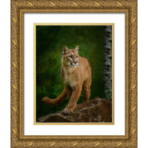 Proud Mountain Lion 2 Gold Ornate Wood Framed Art Print with Double Matting by Galloimages Online