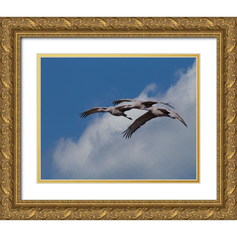 Sandhill Crane 3 Oil Paint Gold Ornate Wood Framed Art Print with Double Matting by Galloimages Online
