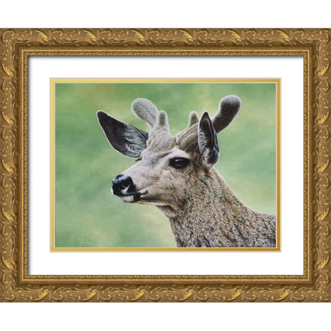 Mule Deer In Velvet Gold Ornate Wood Framed Art Print with Double Matting by Tift, Jeff