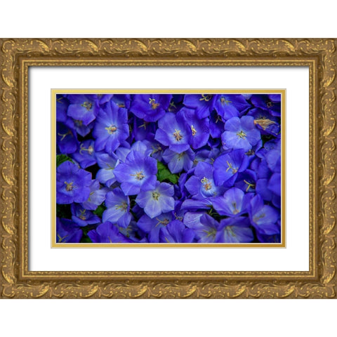 Blue Bells Carpet at Amsterdam Floral Market Gold Ornate Wood Framed Art Print with Double Matting by Jenny Rainbow Fine Art