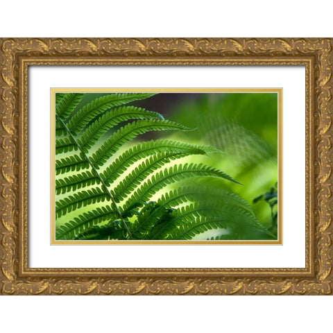 Healing Art Fern Leaf Gold Ornate Wood Framed Art Print with Double Matting by Jenny Rainbow Fine Art