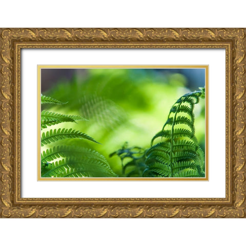 Healing Art Fern Leaves Gold Ornate Wood Framed Art Print with Double Matting by Jenny Rainbow Fine Art