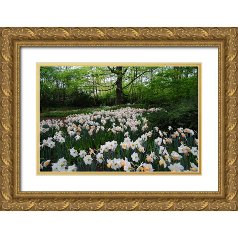 Keukenhof Botanical Daffodils Garden Gold Ornate Wood Framed Art Print with Double Matting by Jenny Rainbow Fine Art