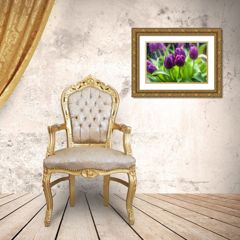 Purple Tulips in Rain Gold Ornate Wood Framed Art Print with Double Matting by Jenny Rainbow Fine Art