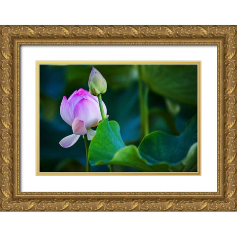 Graceful Lotus Gold Ornate Wood Framed Art Print with Double Matting by Jenny Rainbow Fine Art