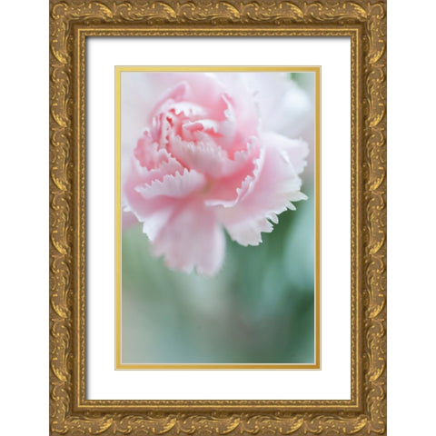 Macro of Pink Carnation Gold Ornate Wood Framed Art Print with Double Matting by Jenny Rainbow Fine Art