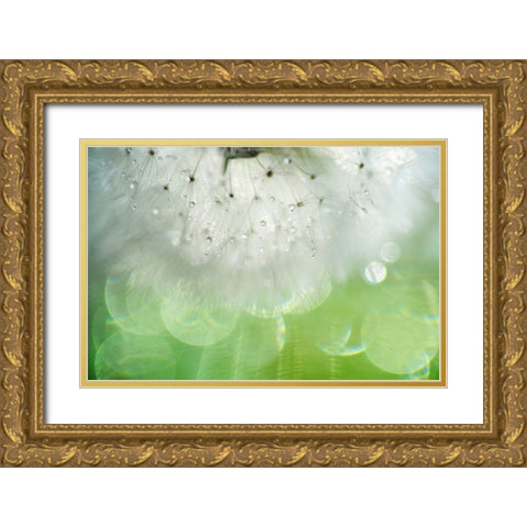 Mr Dandelion Inner Light Gold Ornate Wood Framed Art Print with Double Matting by Jenny Rainbow Fine Art