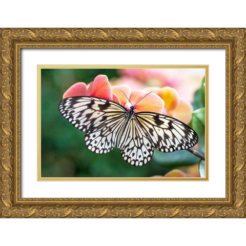 Paper Kite Tropical Butterfly 1 Gold Ornate Wood Framed Art Print with Double Matting by Jenny Rainbow Fine Art