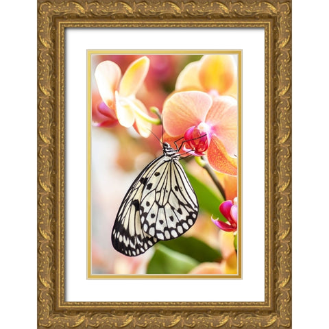 Paper Kite Tropical Butterfly 2 Gold Ornate Wood Framed Art Print with Double Matting by Jenny Rainbow Fine Art