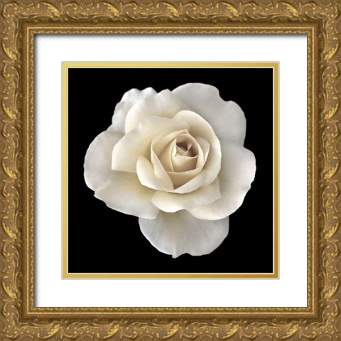 Rose White 2 Gold Ornate Wood Framed Art Print with Double Matting by Schell, Jennie Marie