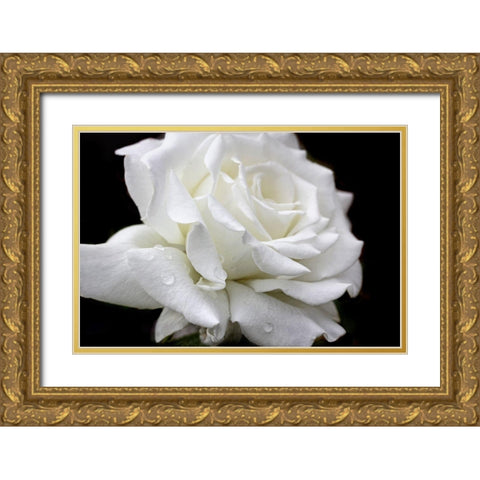 Rose White 3 Gold Ornate Wood Framed Art Print with Double Matting by Schell, Jennie Marie