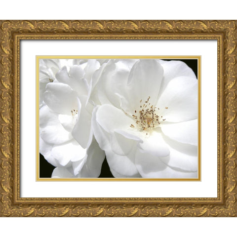 Rose White 4 Gold Ornate Wood Framed Art Print with Double Matting by Schell, Jennie Marie