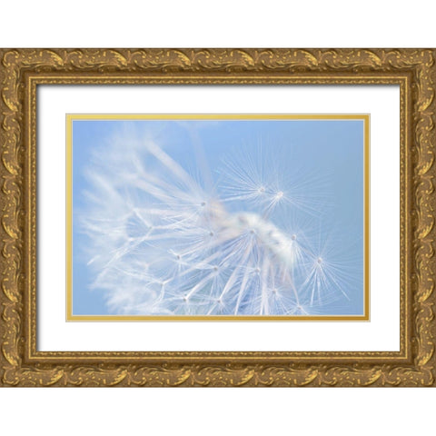 Blue Dandelion Flower Gold Ornate Wood Framed Art Print with Double Matting by Schell, Jennie Marie