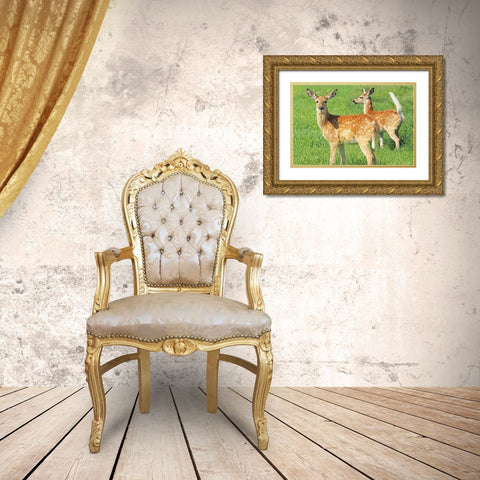 Fawn Twins Gold Ornate Wood Framed Art Print with Double Matting by Schell, Jennie Marie