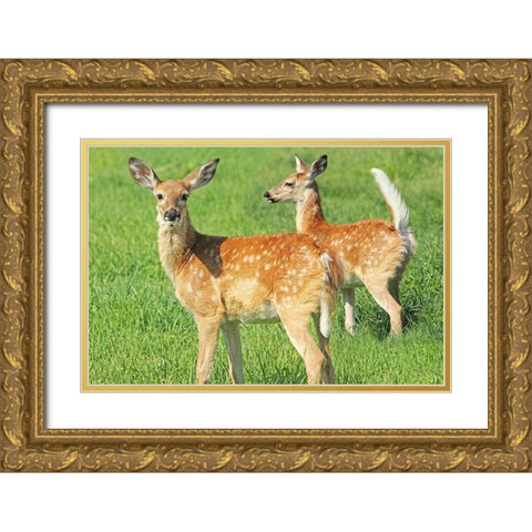 Fawn Twins Gold Ornate Wood Framed Art Print with Double Matting by Schell, Jennie Marie