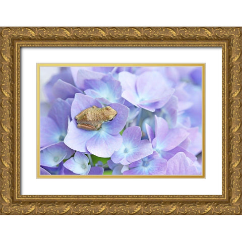 Little Frog On Flower Gold Ornate Wood Framed Art Print with Double Matting by Schell, Jennie Marie