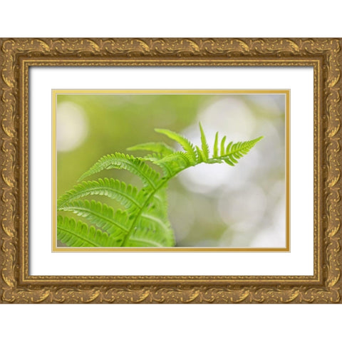 Plant Fern Nature Gold Ornate Wood Framed Art Print with Double Matting by Schell, Jennie Marie
