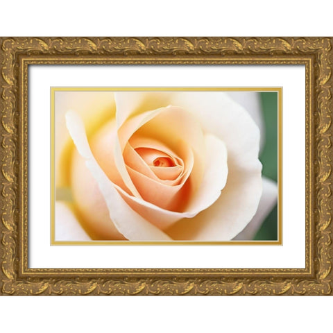 Rose Orange 5 Gold Ornate Wood Framed Art Print with Double Matting by Schell, Jennie Marie