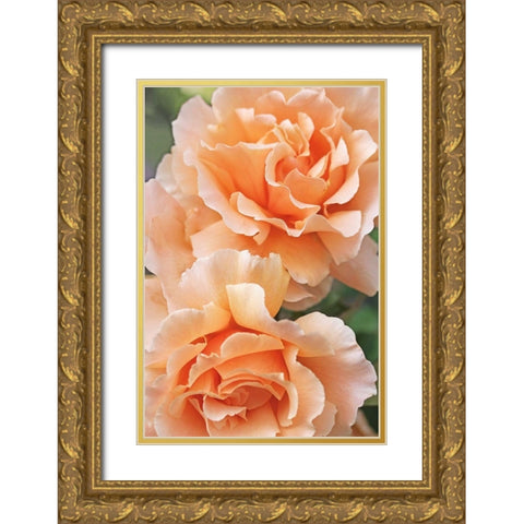 Rose Orange 7 Gold Ornate Wood Framed Art Print with Double Matting by Schell, Jennie Marie