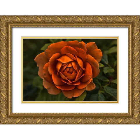 Rose Orange 8 Gold Ornate Wood Framed Art Print with Double Matting by Schell, Jennie Marie