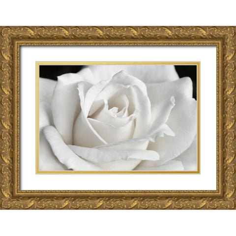 Rose White 6 Gold Ornate Wood Framed Art Print with Double Matting by Schell, Jennie Marie
