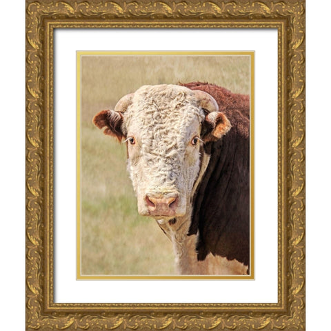 Hereford Bull Color Gold Ornate Wood Framed Art Print with Double Matting by Schell, Jennie Marie
