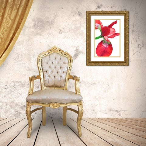 Iris Flower Red Gold Ornate Wood Framed Art Print with Double Matting by Schell, Jennie Marie