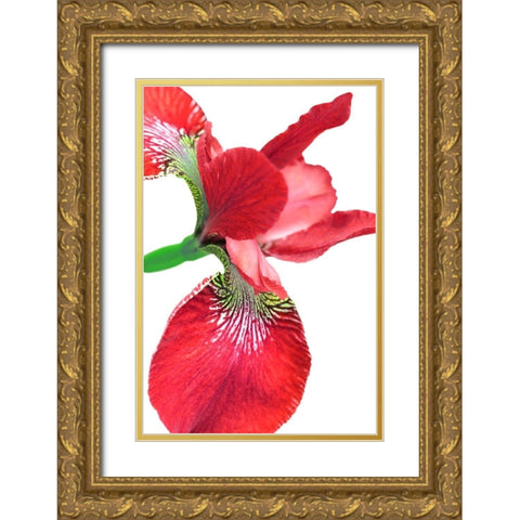 Iris Flower Red Gold Ornate Wood Framed Art Print with Double Matting by Schell, Jennie Marie