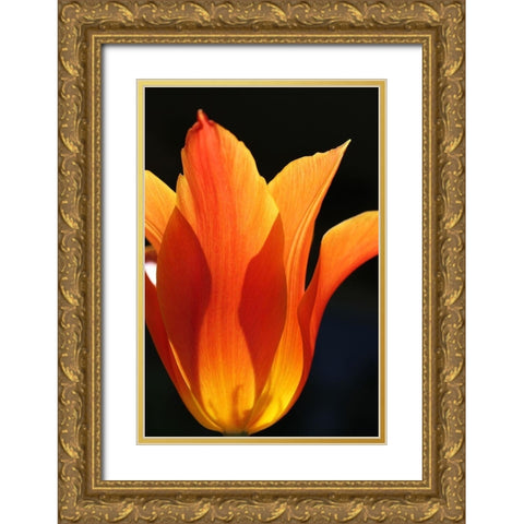Orange Star Tulip Flower Gold Ornate Wood Framed Art Print with Double Matting by Schell, Jennie Marie