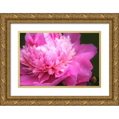 Pink Peony Flower Gold Ornate Wood Framed Art Print with Double Matting by Schell, Jennie Marie