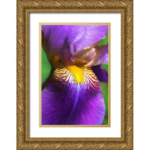 Purple Bearded Iris Flower Gold Ornate Wood Framed Art Print with Double Matting by Schell, Jennie Marie