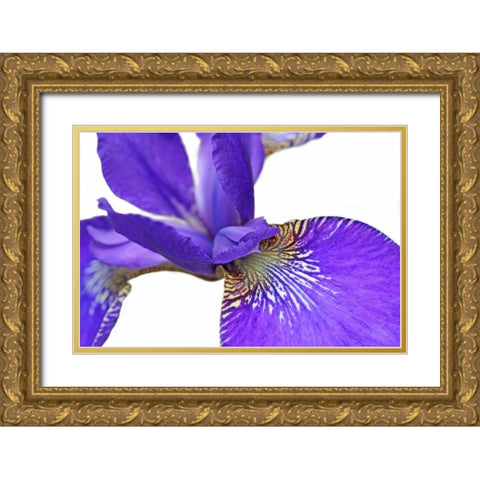 Purple Japanese Iris Flower Gold Ornate Wood Framed Art Print with Double Matting by Schell, Jennie Marie