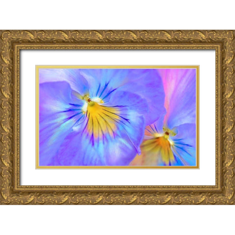 Purple Pansy Flower Gold Ornate Wood Framed Art Print with Double Matting by Schell, Jennie Marie