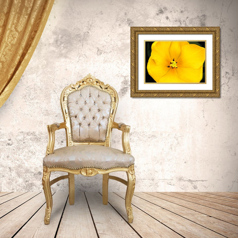 Yellow Tulip Flower Gold Ornate Wood Framed Art Print with Double Matting by Schell, Jennie Marie