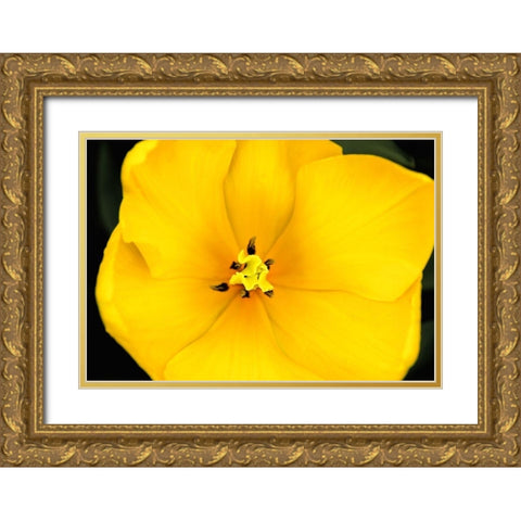 Yellow Tulip Flower Gold Ornate Wood Framed Art Print with Double Matting by Schell, Jennie Marie