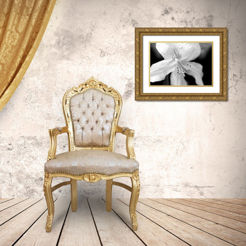 Azalea Flower Macro Black and White Gold Ornate Wood Framed Art Print with Double Matting by Schell, Jennie Marie