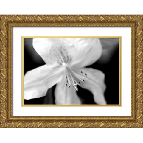 Azalea Flower Macro Black and White Gold Ornate Wood Framed Art Print with Double Matting by Schell, Jennie Marie