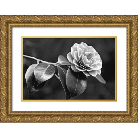 Camellia Flower Black and White Gold Ornate Wood Framed Art Print with Double Matting by Schell, Jennie Marie