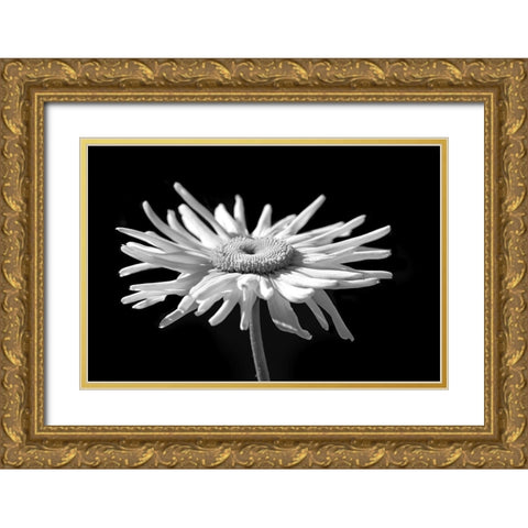 Daisy Flower Macro Black and White 1 Gold Ornate Wood Framed Art Print with Double Matting by Schell, Jennie Marie