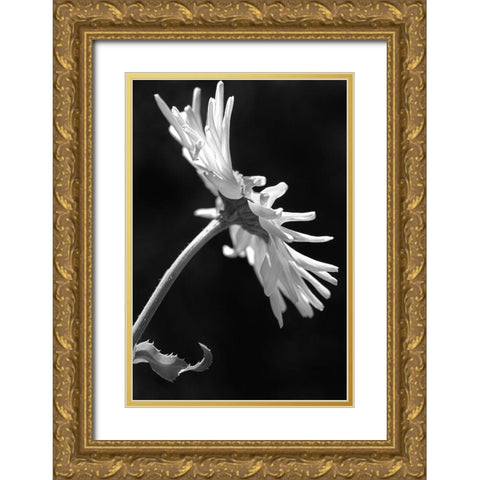 Daisy Flower Macro Black and White 3 Gold Ornate Wood Framed Art Print with Double Matting by Schell, Jennie Marie