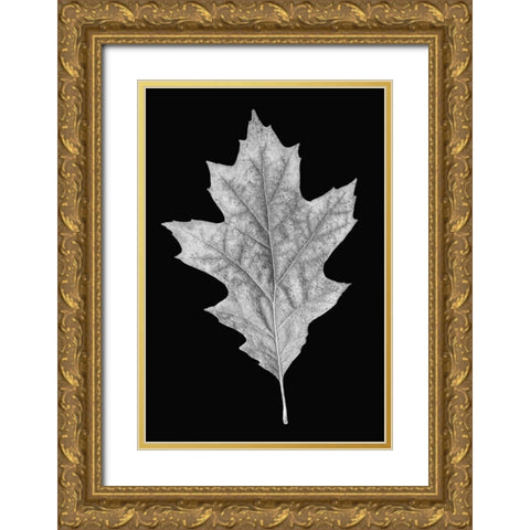 Leaf Black and White 3 Gold Ornate Wood Framed Art Print with Double Matting by Schell, Jennie Marie