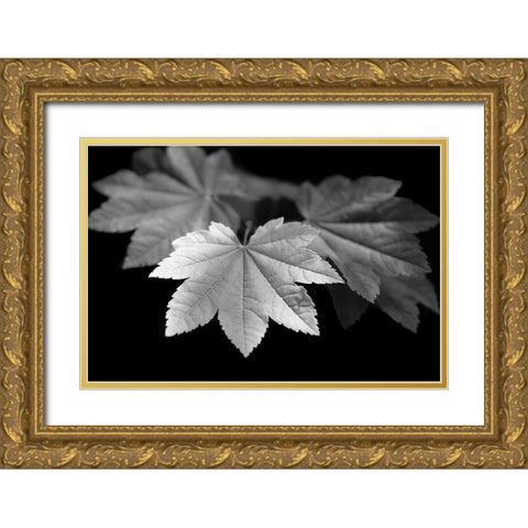 Leaves Maple Black and White Gold Ornate Wood Framed Art Print with Double Matting by Schell, Jennie Marie
