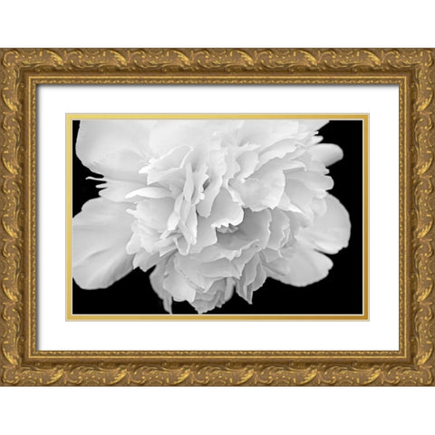 Peony Flower Macro Black and White Gold Ornate Wood Framed Art Print with Double Matting by Schell, Jennie Marie