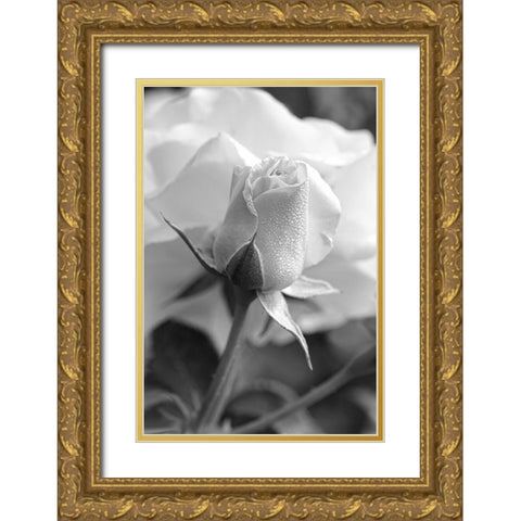 Rose Bud Flower Black and White Gold Ornate Wood Framed Art Print with Double Matting by Schell, Jennie Marie