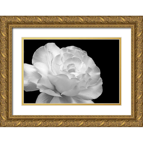 Rose Flower Macro Black and White 1 Gold Ornate Wood Framed Art Print with Double Matting by Schell, Jennie Marie