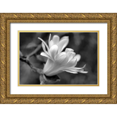 Star Magnolia Flower Macro Black and White Gold Ornate Wood Framed Art Print with Double Matting by Schell, Jennie Marie