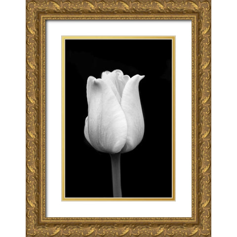 Tulip Flower Macro Black and White 1 Gold Ornate Wood Framed Art Print with Double Matting by Schell, Jennie Marie