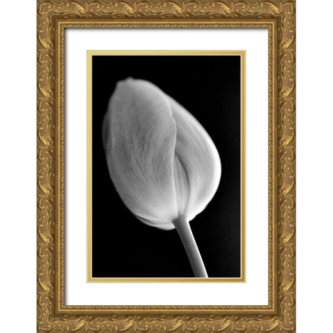Tulip Flower Macro Black and White 2 Gold Ornate Wood Framed Art Print with Double Matting by Schell, Jennie Marie
